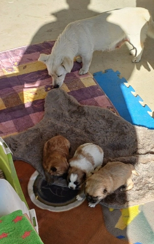 田舎が本当の餅かそれ自体だ。