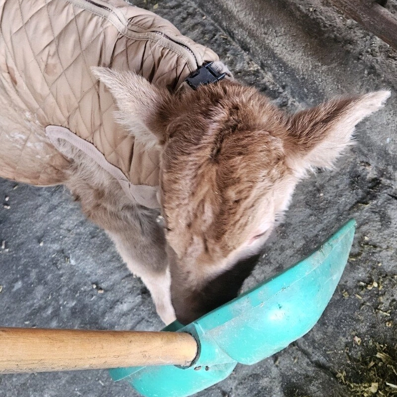 ㅈされた子牛の脱出