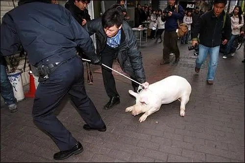 警察に悩まされる豚の子ㄷㄷ