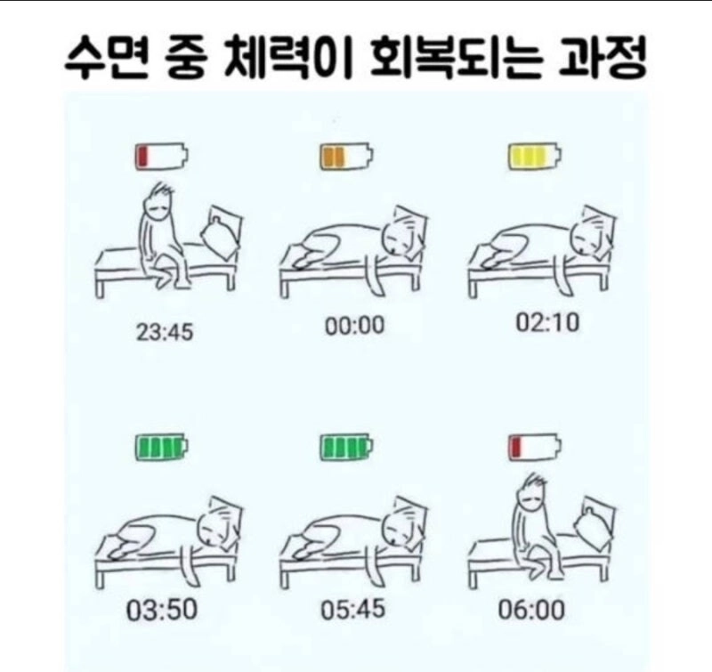 睡眠中に体力が回復する過程