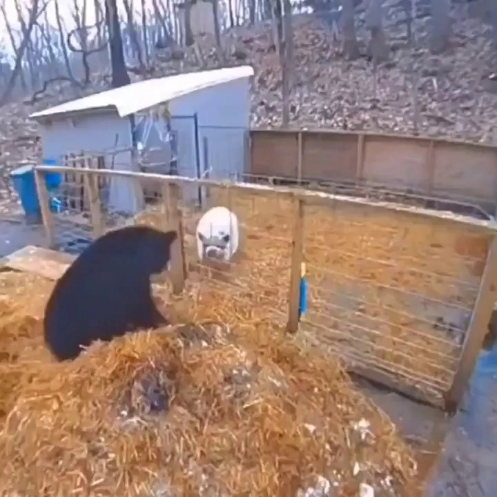 (SOUND)意外にクマに勝つ動物