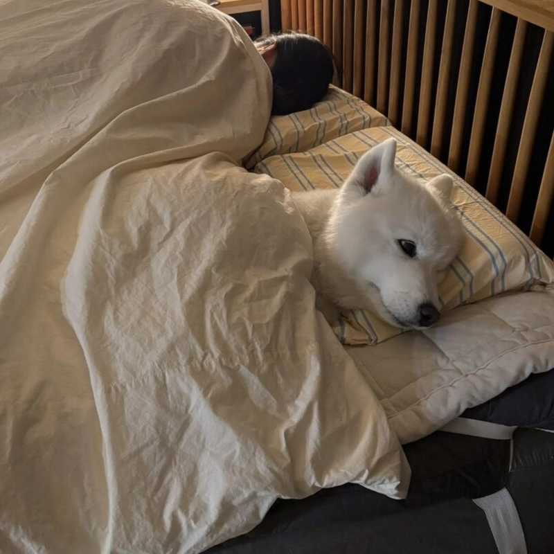 電気張板に味わわれたサモエド