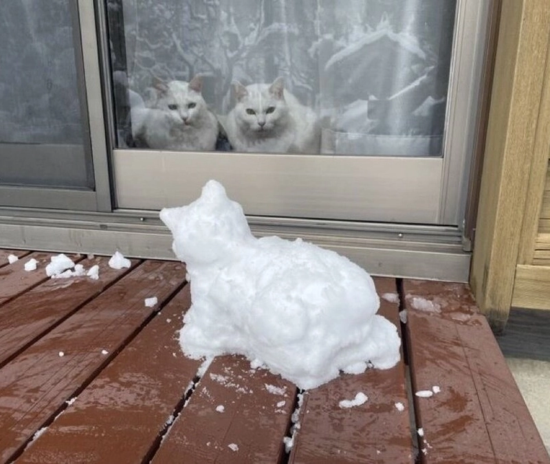 寒い天候で外に出た猫の最後.jpg