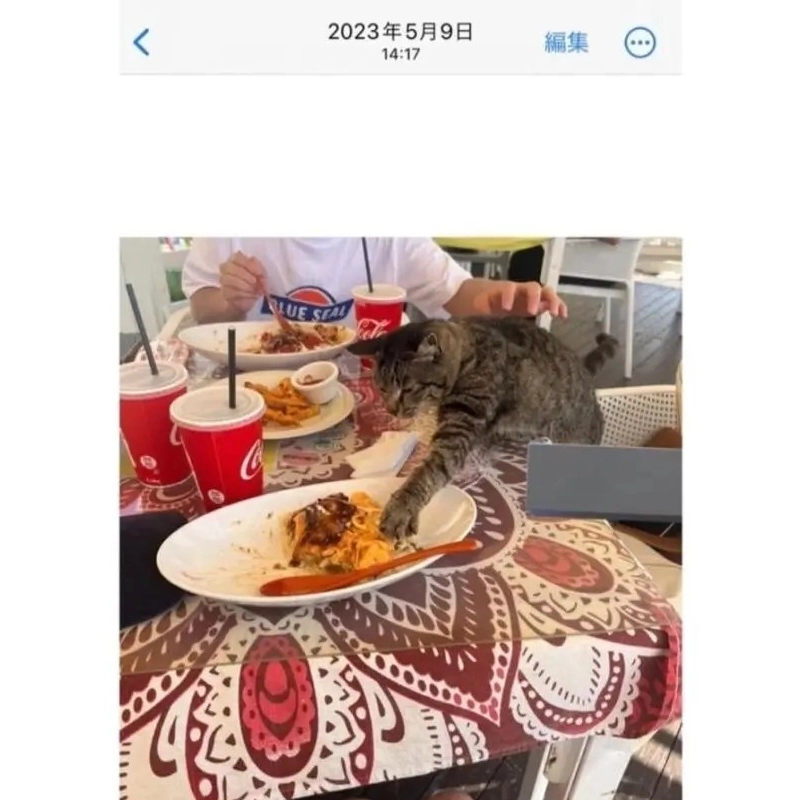 沖縄に住んでいるギンパイ猫