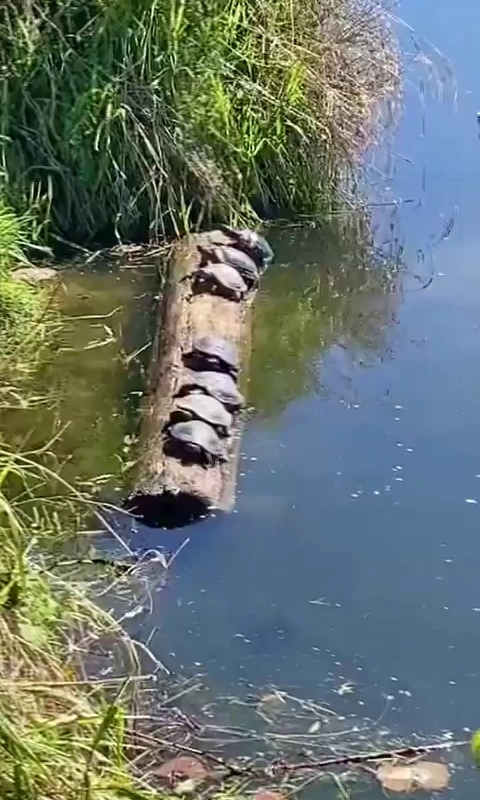 (SOUND)丸太の上で日光浴するカメ