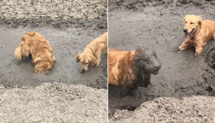 大型犬の飼い主が勤勉な理由