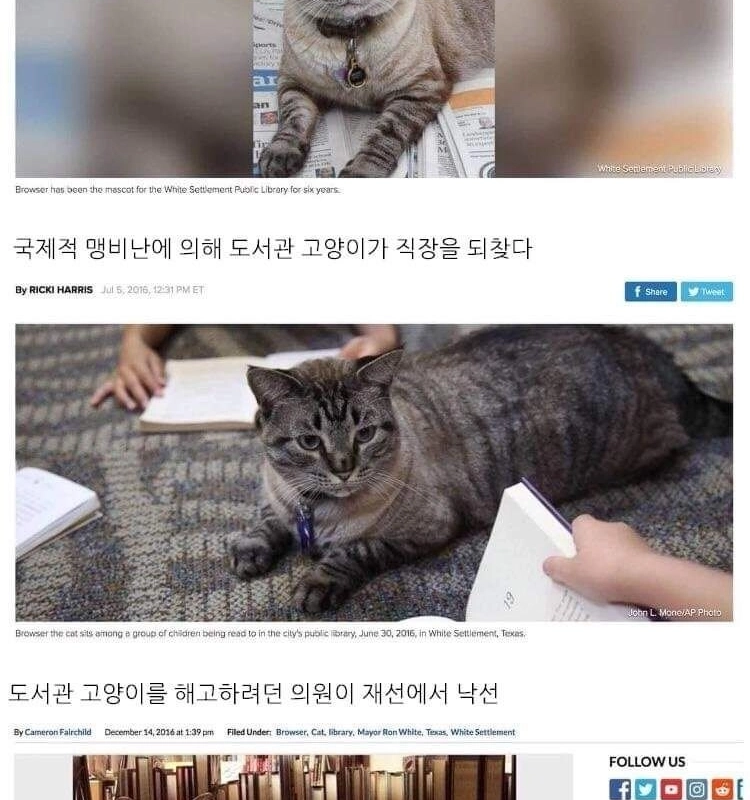 猫の解雇の余波