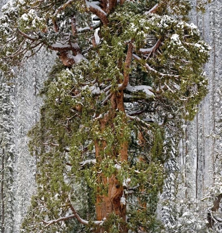 3200歳の木の威厳