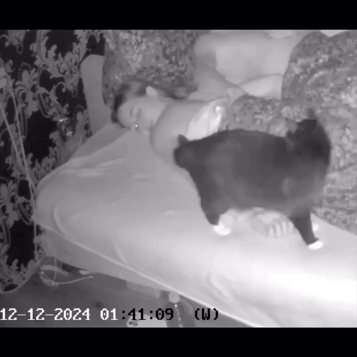 (SOUND)眠っている執事と遊びたい猫.gif