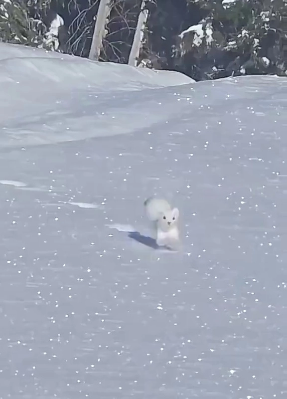 (SOUND)雪の中で飛び込む野生の猛獣