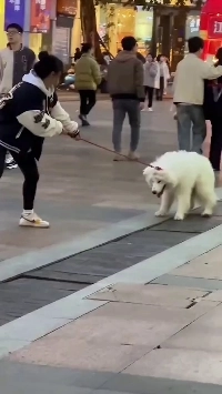 (SOUND)ウッグ大型犬コントロールもできなければ育てないだろう。