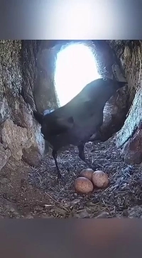 (SOUND)盗んだ鳥に復讐する母親