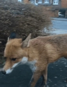 意外にキツネが盗むこともある