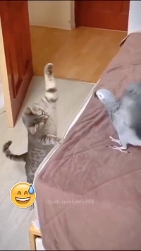 (SOUND)猫の耳に飼い主を知らない猫。mp4