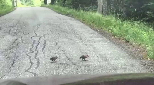 (SOUND)2羽の鳥のために通り過ぎないドライバー