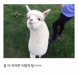 新生児Alpaca.jpg