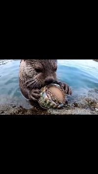 (SOUND)海とアワビ