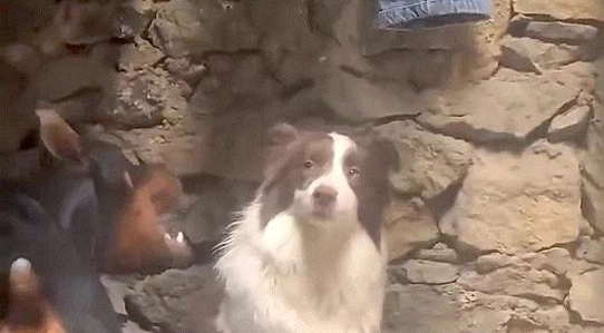 本当にギガンブロッコリー