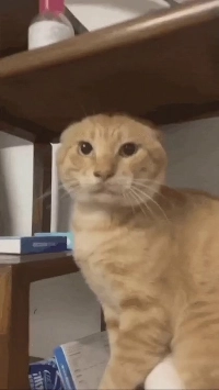 猫の下顎を修正する方法