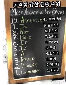 チワワの最後はオオカミのアウトエリアから姿を消した