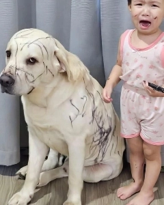 イエローカード付きレトリバー