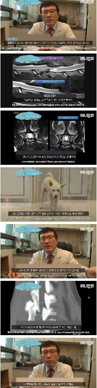 事故で麻痺した猫