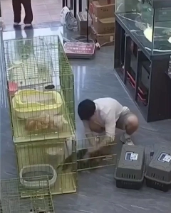 (SOUND)新しいペットショップ