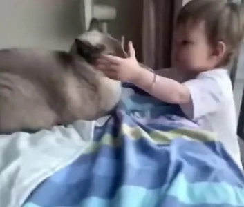 甘やかされて育った赤ちゃんを教育する猫