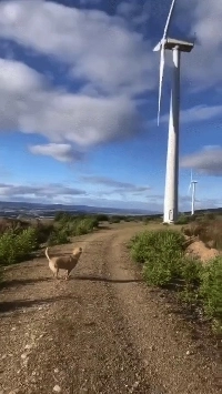 Eco-フレンドリーなダンダンGif