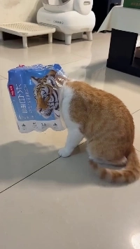 (SOUND)突然、虎が家に現れました