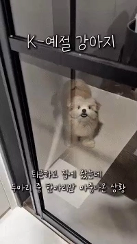 犬が寝ているのは誰でもわかります。