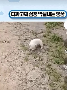 カントリーハウスの犬スペシャル