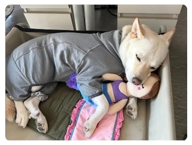 Jindo DogsとJindo Dogsはよくフィットしているようです