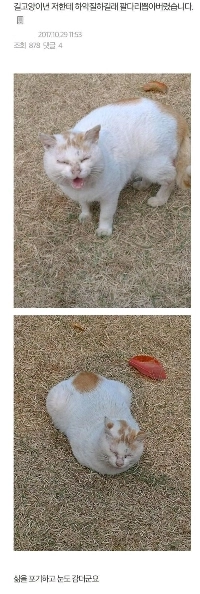 野良猫が泥棒のようなことをしていたので、手足をもぎ取ってしまいました。