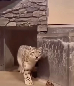 (SOUND)ユキヒョウがトラに遭遇