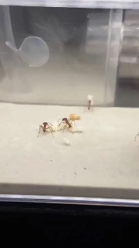 女王アリの実寸.mp4