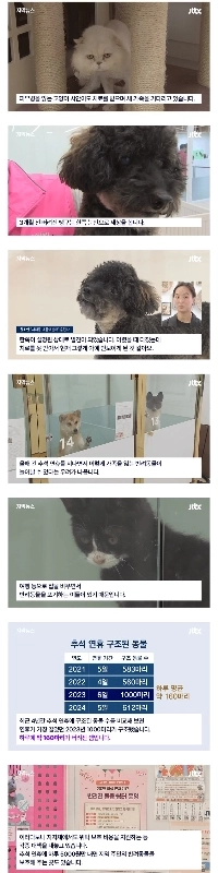 休暇中に1,000匹の動物が捨てられる悪循環