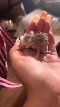 5歳の老ハムスターㄷㄷㄷㄷㄷㄷ