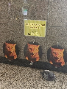 鳩被害対策商品実証実験中