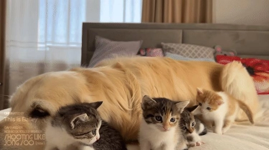 ゴルダンの隣に並ぶ子猫たち