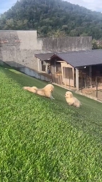 (SOUND)屋外犬癒しビデオ.mp4