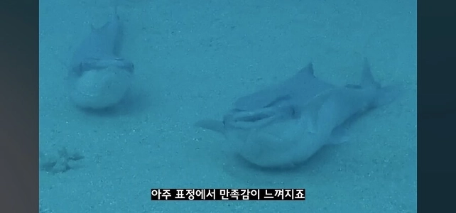 自然界における吸盤ザメの現状。