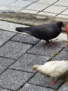 珍しい色の鳩 2 羽を写真に撮りました