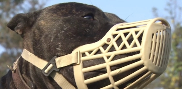 “”””育てていた犬に噛まれて”””” 密陽市の80代女性、凶暴な犬に噛まれ死亡