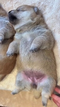 (SOUND)眠っている子犬に触れる.gif