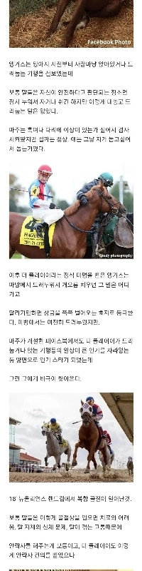 横になって休むという趣味のおかげで安楽死を免れ、生き残った名馬。jpg