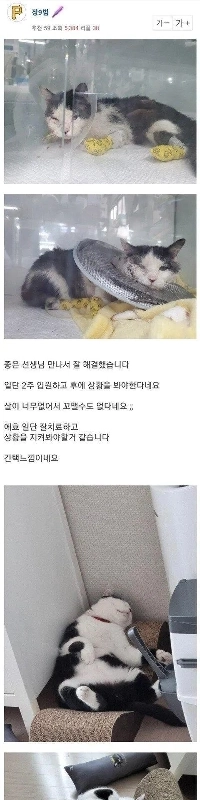 負傷した野良猫の養子縁組前後 jpg