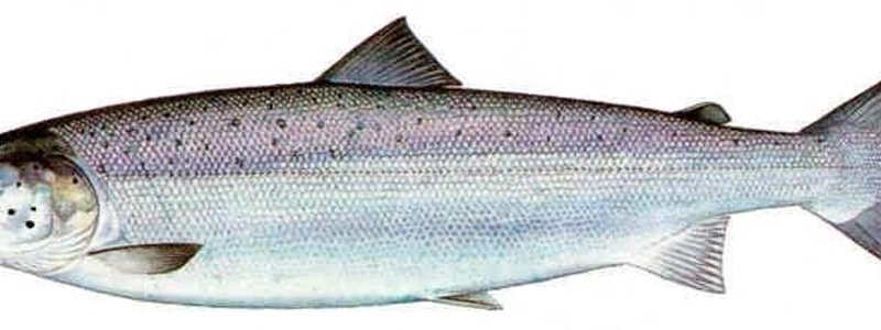 魚といえば歩留まり70％の魚を使用。