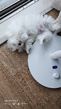 癒しの一日??犬の寝姿を見てください!!