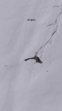 インドで発見されたユキヒョウの行動.mp4